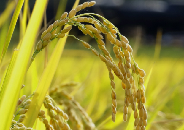 コシヒカリの歴史